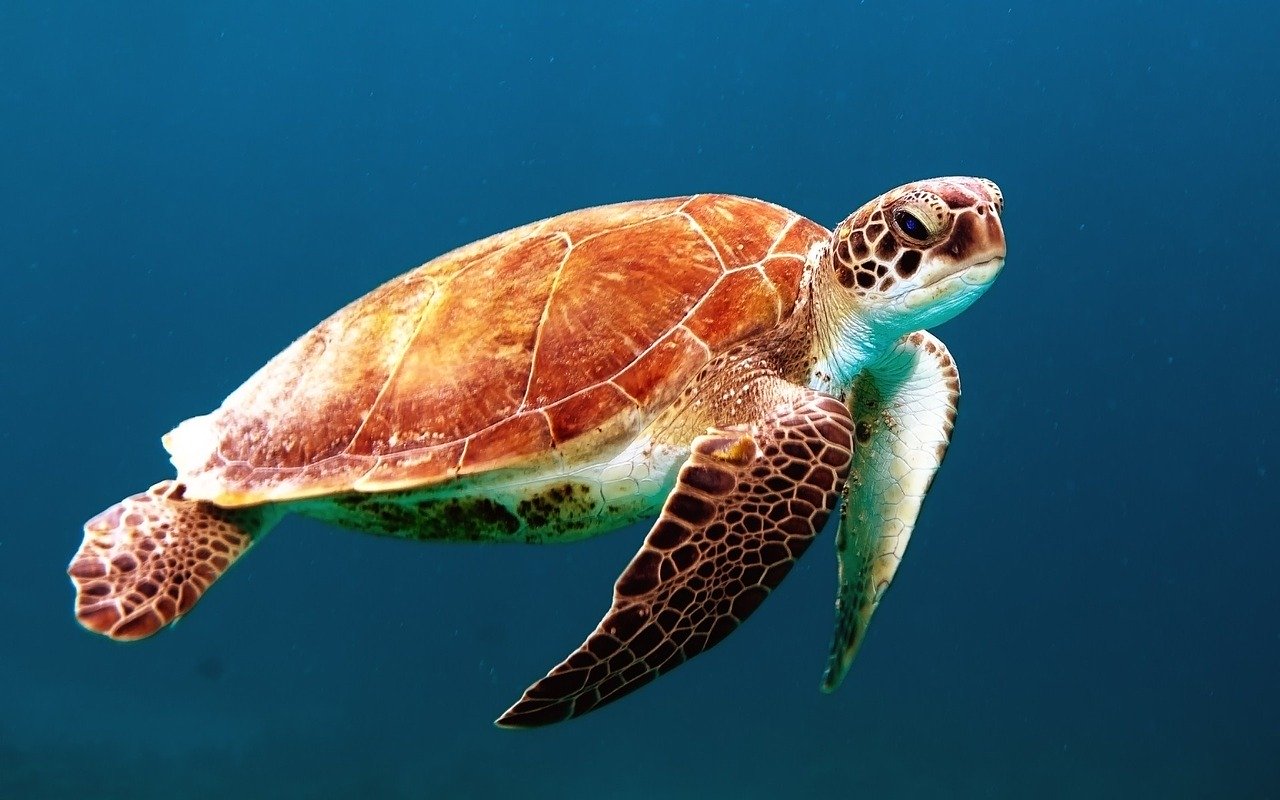 turtle-ocean-ekoru-search